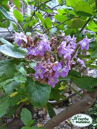 We did not find results for: Wigandia Caracasana Grandi Foglie E Fiori Blu