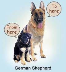 Chart To Measure Growth Rate Of Your German Shepherd