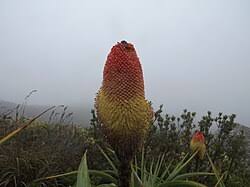 Image result for Kniphofia grantii