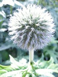 Image result for Echinops