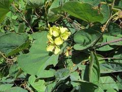 Image result for Chamaecrista fenarolii