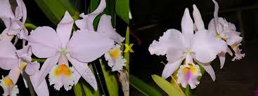 Cattleya Labiata Amesiana Concolor Serra Negra X Cattleya Labiata Amoena Preciosa Z 8 1824 est un plante de famille tout orchidaceae originaire de amérique du sud amoena l.c.menezes, 2002 cattleya labiata var. cattleya labiata amesiana concolor serra negra x cattleya labiata amoena preciosa z 8