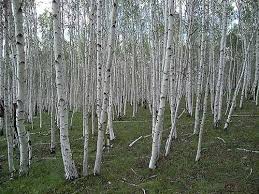 Check spelling or type a new query. Siberia Birch Trees Russia White Birch Trees Tree Siberia Russia
