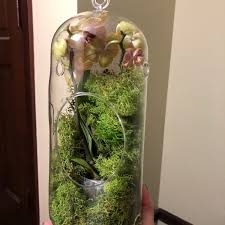 Large Orchid Terrarium Etsy Diy Orchids Orchid Terrarium Orchids