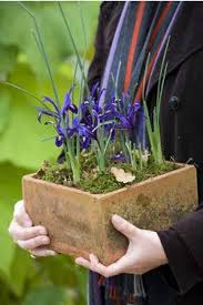 Maybe you would like to learn more about one of these? Forcing Bulbs Indoors Sarah Raven