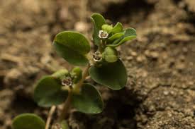 Image result for Euphorbia serpens