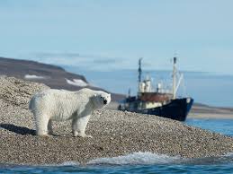 Climate Change Is Pushing Desperate Polar Bears Kangaroos And Other Wildlife Into Human Territory Popular Science Polar Bear Climate Change Bear
