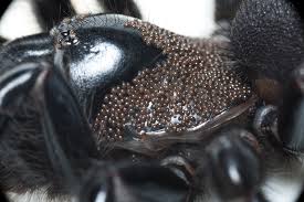 Compare and contrast type questions are commonly featured in standardized tests, but there are many more reasons for students to develop their comparative thinking skills than just passing tests. Predators Parasites And Parasitoids The Australian Museum