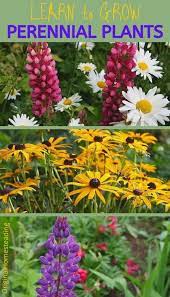 How To Grow Perennial Plants For Years Of Enjoyment Perennial Plants Perennials Plants