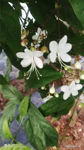 Image result for Volkameria