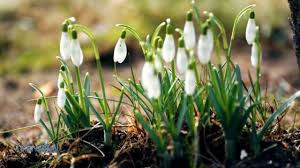 Check spelling or type a new query. Secret Garden First Day Of Spring Youtube