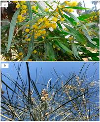 Image result for Acacia goetzei
