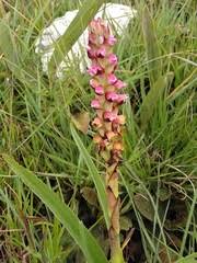 Image result for Disa zombica