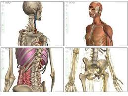 Zygote Body 3d Anatomy Viewer Life Science Middle School Science Teaching Resources Life Science Classroom