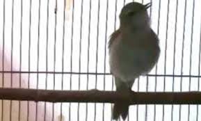 Suara burung flamboyan betinauntuk pancingan jantan yang macet. Mengenal Jenis Burung Sikatan Londo Beserta Harganya