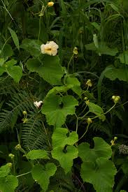 Image result for Momordica foetida