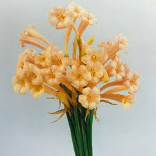 Image result for Cyrtanthus mackenii