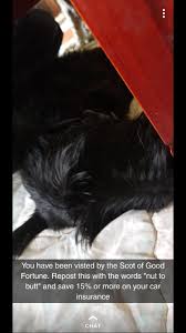 Spyic has a dedicated snapchat spy that will help you in knowing the person's entire snapchat inbox of the person. My Boyfriend Sent This Snapchat Of His Cute Little Scottie Scottishterriers