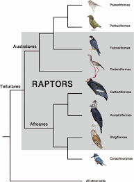 Check spelling or type a new query. Commentary Defining Raptors And Birds Of Prey