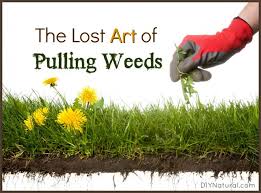Do not leave pulled weeds on the surface; Learning How To Weed Properly Is A Skill All Gardeners Need