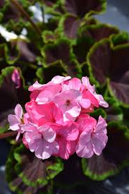 Image result for Geranium