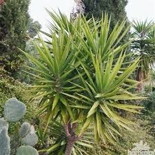 Yucca Elegans Conteneur 10 Litres Autres Marques Architectural Plants Yucca Plants