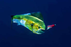 We would like to show you a description here but the site won't allow us. What Type Of Fish Is Mahi Mahi Your Fish Guide