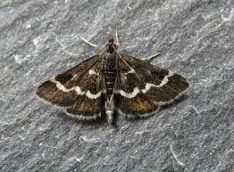 Image result for Pyrausta nigrata