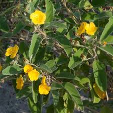 Image result for Melhania acuminata