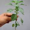 Rawat kucing dengan pokok galak kucing #kucingadam #gebu #pokokgalakkucing. Https Encrypted Tbn0 Gstatic Com Images Q Tbn And9gcteztodgayirpltp5yscnd1her7zdaka58rnvcqxk Hr1b0 Kto Usqp Cau