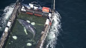 Nach wochenlangem Kampf: Buckelwal auf Weg zur Nordsee