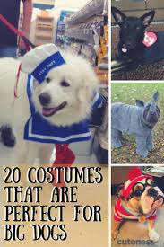 Big Dogs Love Halloween Costumes Too Dog Halloween Costumes Funny Big Dog Halloween Costumes Dog Costumes Halloween Large