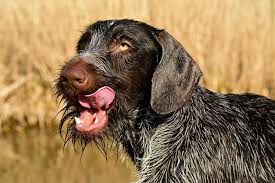 Puppies for sale from ankc registered breeders located in south australia. German Wirehaired Pointer Complete Guide Info Pictures Care More Pet Keen