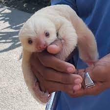 Baby Sloth Aww Post Cute Baby Sloths Baby Animals Funny Cute Animal Pictures