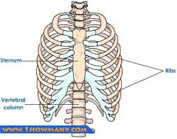 The skin overlying the rib cage may also be affected by conditions (such as shingles) which cause rib cage pain. How Many Ribs Do Humans Have