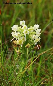 Image result for Habenaria epipactidea