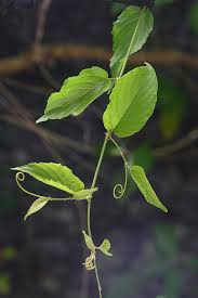 Image result for Massularia