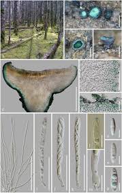 Image result for Chlorosplenium chlora