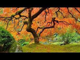 Musica Relaxante Com Influencia Asiatica E Sons Da Natureza Relaxar Youtube Musique Relaxante Musique De Meditation Meditation