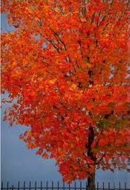 Where To See The Best Fall Color In The Southeast Virginia Fall Virginia Is For Lovers Fall Colors