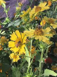 A public space open to the general public, the park offers open spaces under the maintenance of the. Ethel M Chocolates Cactus Garden 2 Cactus Garden Dr Henderson Nevada 89014 Hungryones Com