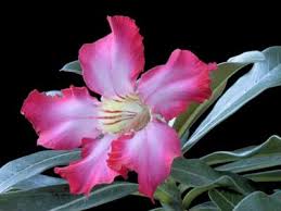 Image result for Ctenium somalense