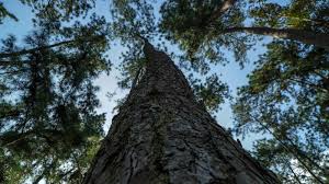 Free wifi and free parking. Forrest House Janda Baik Forest House