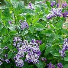 Image result for Heliotropium harareense