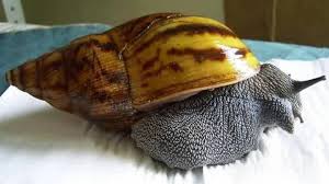 How long does a giant african land snail live? Giant African Land Snails The Seriously Misunderstood Pet Hubpages