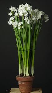 Zsazsa Bellagio Like No Other Paperwhites Daffodil Bulbs White Flowers Beautiful Flowers