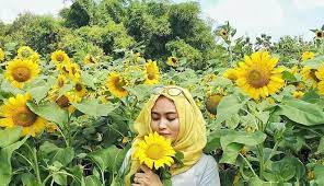 Dalam sehari kurng lebih ada 4000 pengunjung yang berkunjung di kebun ini. 5 Wisata Baru Di Kediri Buruan Main Ke Sini
