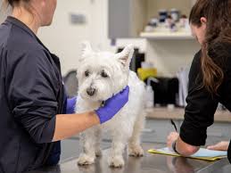 H e a r t. Specialty And Emergency Veterinarians In Charlotte Nc