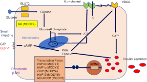 Symptoms of diabetes young adults. Maturity Onset Diabetes Of The Young Mody Current Perspectives On D Dmso