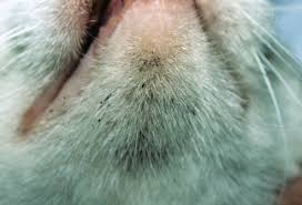 It is important to seek prompt and adequate treatment if you notice a hot spot on your dog.2 x research source. Pictures Of Skin Problems In Cats